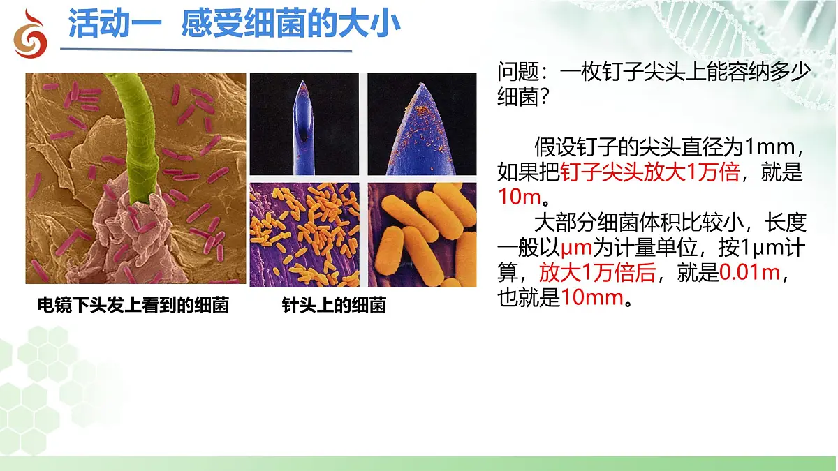 初中 生物 苏科版（2024） 七年级下册4.9.1 病毒与细菌（第2课时）课件第4页