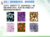初中  生物  蘇科版（2024） 七年級下冊4.9.1 病毒與細菌（第2課時）課件