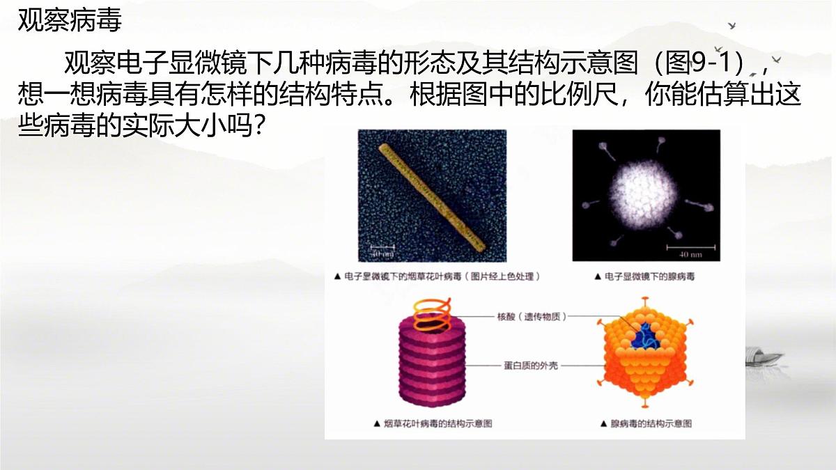 初中 生物 苏科版（2024） 七年级下册4.9.1.1 病毒与细菌 课件第5页