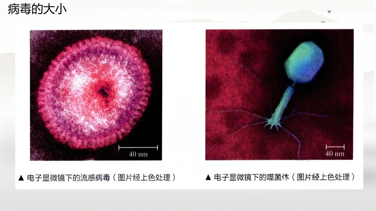 初中 生物 苏科版（2024） 七年级下册4.9.1.1 病毒与细菌 课件第8页