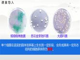 初中  生物  蘇科版（2024） 七年級下冊4.9.1.3 病毒與細菌 課件