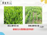 初中  生物  蘇科版（2024） 七年級(jí)下冊(cè)5.11.2 植物的生長(zhǎng)（第2課時(shí)）課件