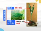 初中  生物  蘇科版（2024） 七年級(jí)下冊(cè)5.11.2 植物的生長(zhǎng)（第2課時(shí)）課件
