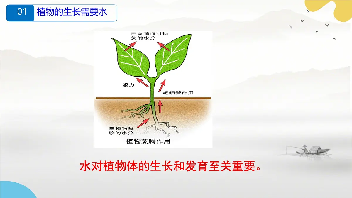 初中 生物 苏科版（2024） 七年级下册5.11.2 植物的生长（第2课时）课件第6页