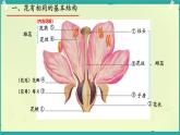 初中 生物濟(jì)南版（2024）七年級下冊3.2.1  花是被子植物特有的生殖器官 課件
