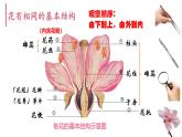 初中 生物濟(jì)南版（2024）七年級下冊3.2.1  花是被子植物特有的生殖器官 課件