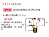 初中 生物濟(jì)南版（2024）七年級下冊3.2.1  花是被子植物特有的生殖器官 課件