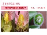 初中 生物濟(jì)南版（2024）七年級下冊3.2.1  花是被子植物特有的生殖器官 課件