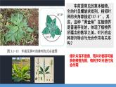 初中 生物 濟南版（2024）七年級下冊3.1.3  植物通過光合作用固定光能 （第一課時）課件