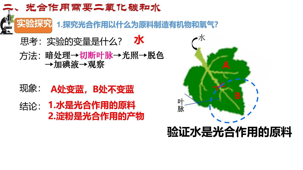 初中 生物 济南版（2024）七年级下册3.1.3  植物通过光合作用固定光能（第二课时） 课件第5页