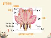 初中 生物 濟南版（2024）七年級下冊3.2.2  花經(jīng)過傳粉和受精后形成果實 課件