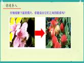 初中 生物 濟南版（2024）七年級下冊3.2.2  花經(jīng)過傳粉和受精后形成果實 課件
