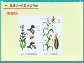 初中 生物 濟南版（2024）七年級下冊3.2.2  花經(jīng)過傳粉和受精后形成果實 課件