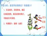 初中 生物 濟南版（2024）七年級下冊3.2.2  花經(jīng)過傳粉和受精后形成果實 課件