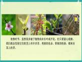 初中 生物 濟南版（2024）七年級下冊3.2.4  芽是未發(fā)育的枝條或花 課件