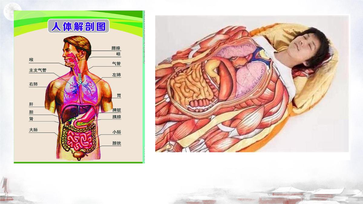 初中 生物 济南版（2024）七年级下册4.2.1  婴儿从受精卵发育而来 课件第2页