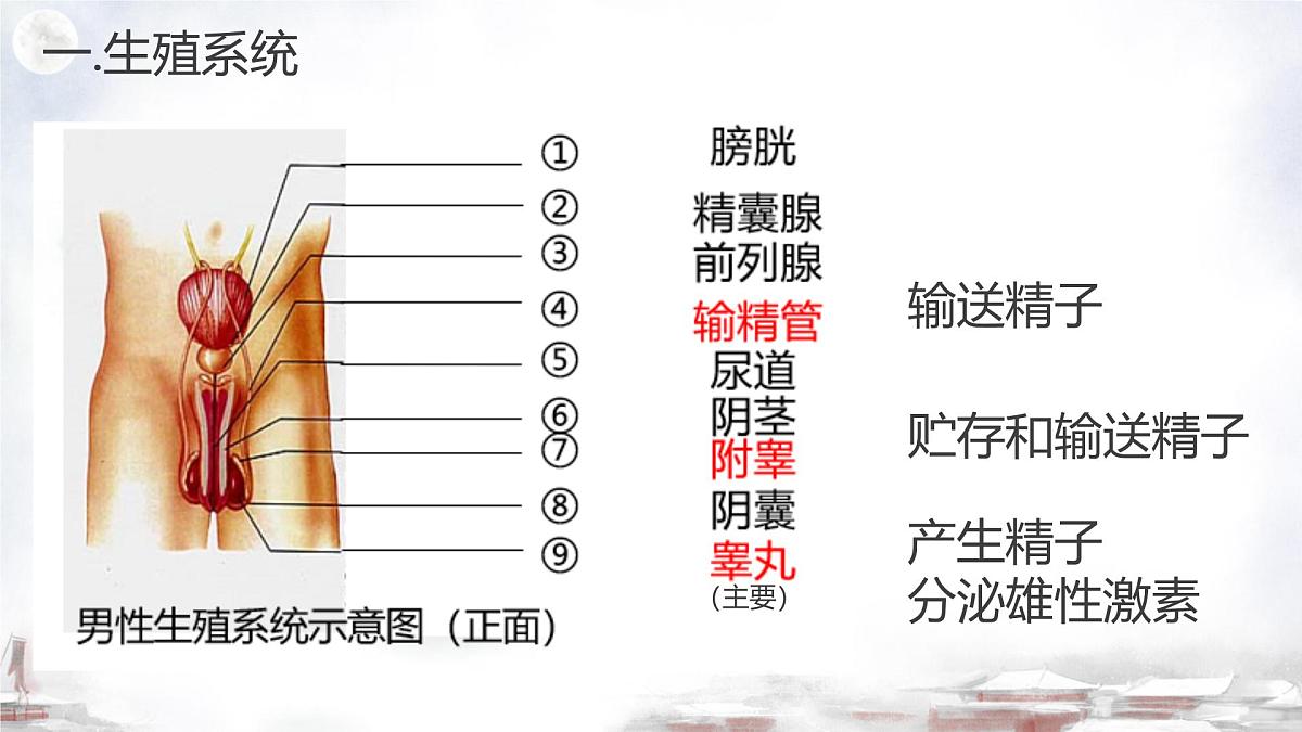 初中 生物 济南版（2024）七年级下册4.2.1  婴儿从受精卵发育而来 课件第3页