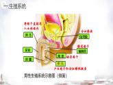 初中 生物 濟南版（2024）七年級下冊4.2.1  嬰兒從受精卵發(fā)育而來 課件