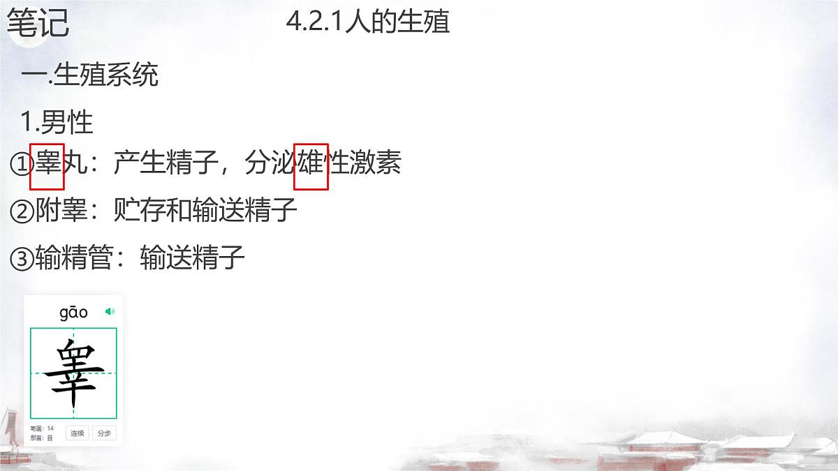 初中 生物 济南版（2024）七年级下册4.2.1  婴儿从受精卵发育而来 课件第5页