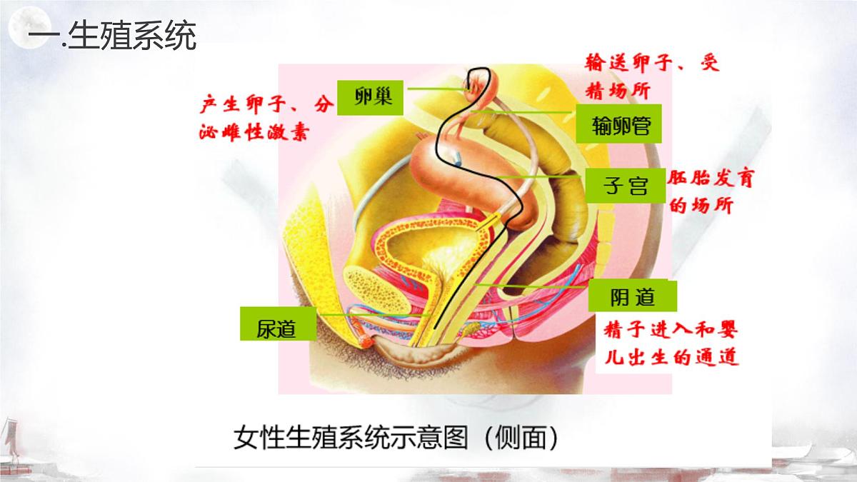 初中 生物 济南版（2024）七年级下册4.2.1  婴儿从受精卵发育而来 课件第7页