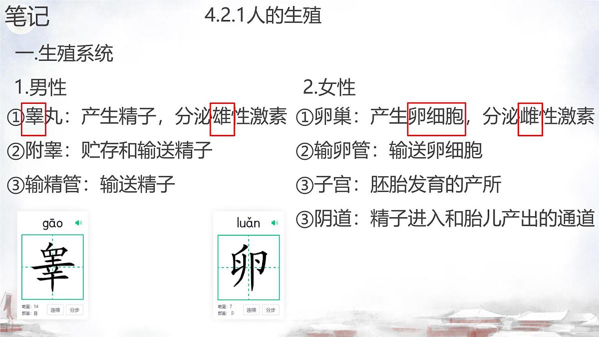 初中 生物 济南版（2024）七年级下册4.2.1  婴儿从受精卵发育而来 课件第8页