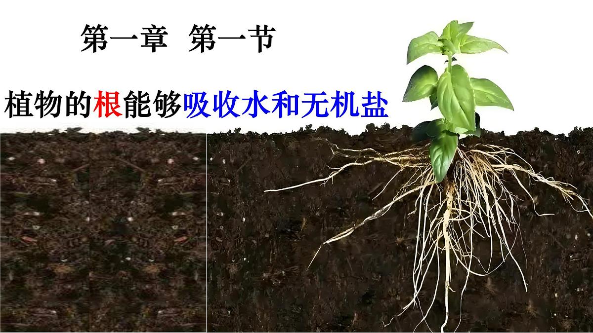初中 生物 济南版（2024）七年级下册3.1.1 植物的根能够吸收水和无机盐 课件第1页
