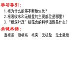 初中 生物 濟南版（2024）七年級下冊3.1.1  植物的根能夠吸收水和無機鹽 課件