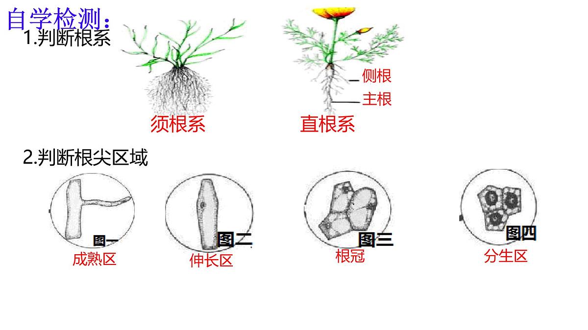 初中 生物 济南版（2024）七年级下册3.1.1 植物的根能够吸收水和无机盐 课件第6页