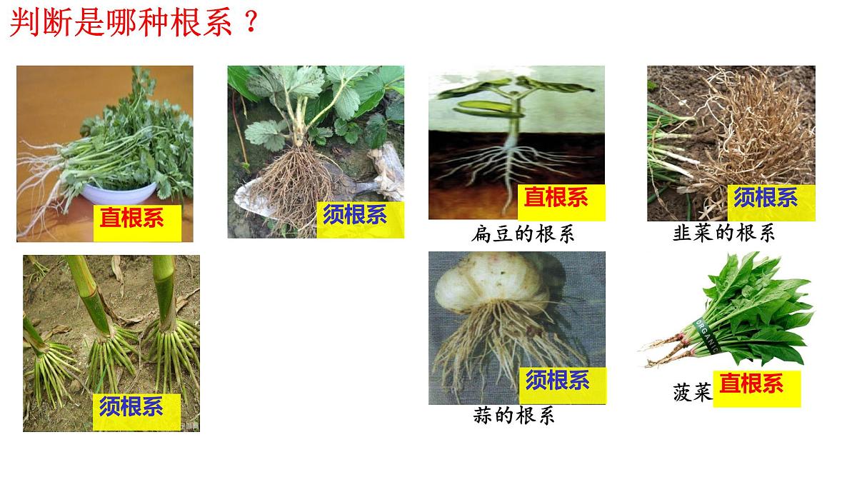 初中 生物 济南版（2024）七年级下册3.1.1 植物的根能够吸收水和无机盐 课件第7页