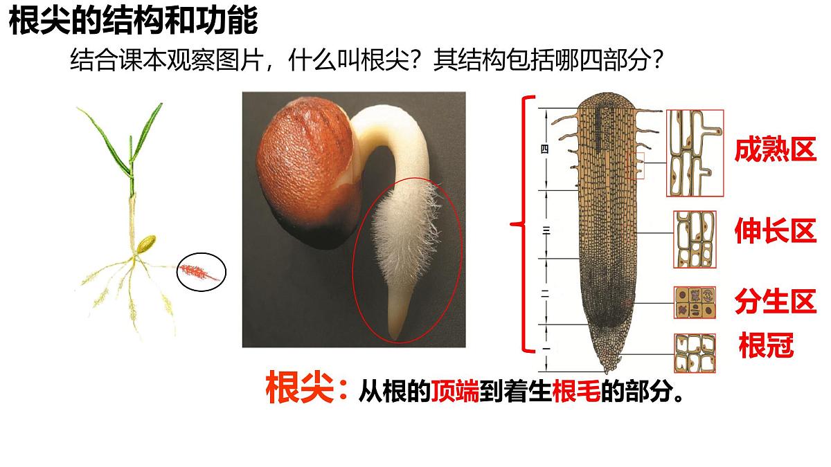 初中 生物 济南版（2024）七年级下册3.1.1 植物的根能够吸收水和无机盐 课件第8页