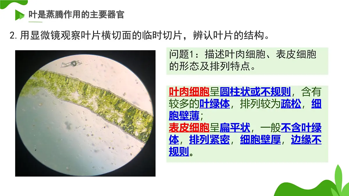初中 生物 济南版（2024）七年级下册3.1.2 蒸腾作用促进植物对水的吸收和运输 课件第8页