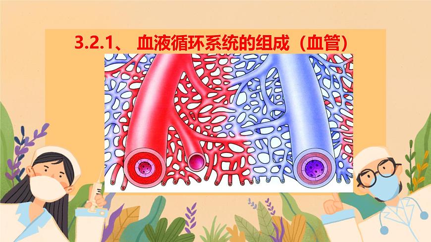 初中  生物  冀少版（2024） 七年级下册3.2.1.2 血液循环系统的组成 课件第1页