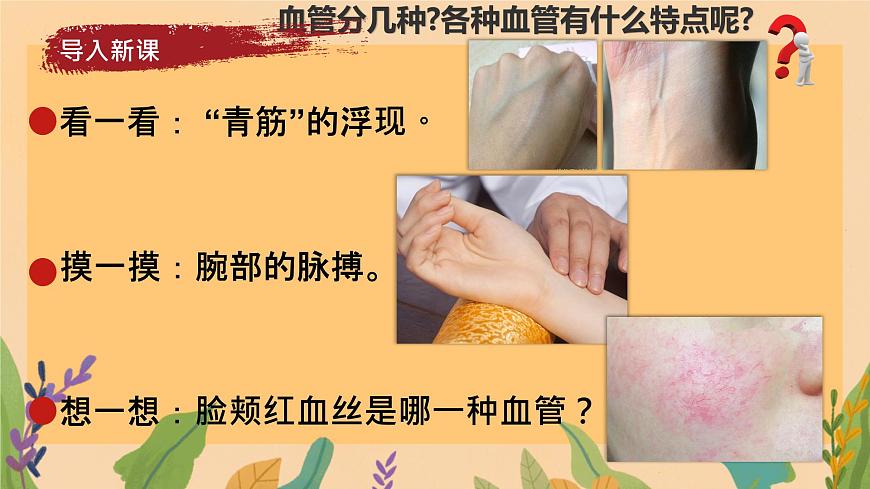 初中  生物  冀少版（2024） 七年级下册3.2.1.2 血液循环系统的组成 课件第2页