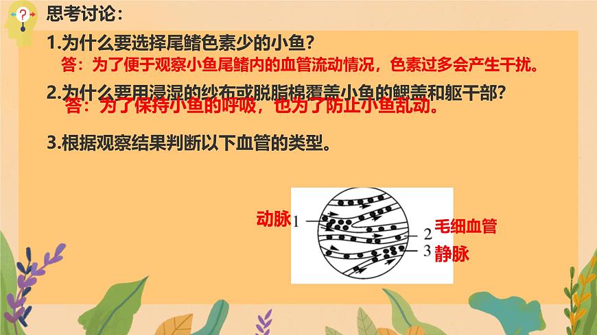 初中  生物  冀少版（2024） 七年级下册3.2.1.2 血液循环系统的组成 课件第5页