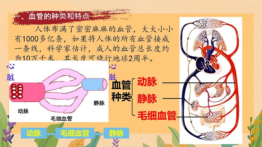 初中  生物  冀少版（2024） 七年级下册3.2.1.2 血液循环系统的组成 课件第6页