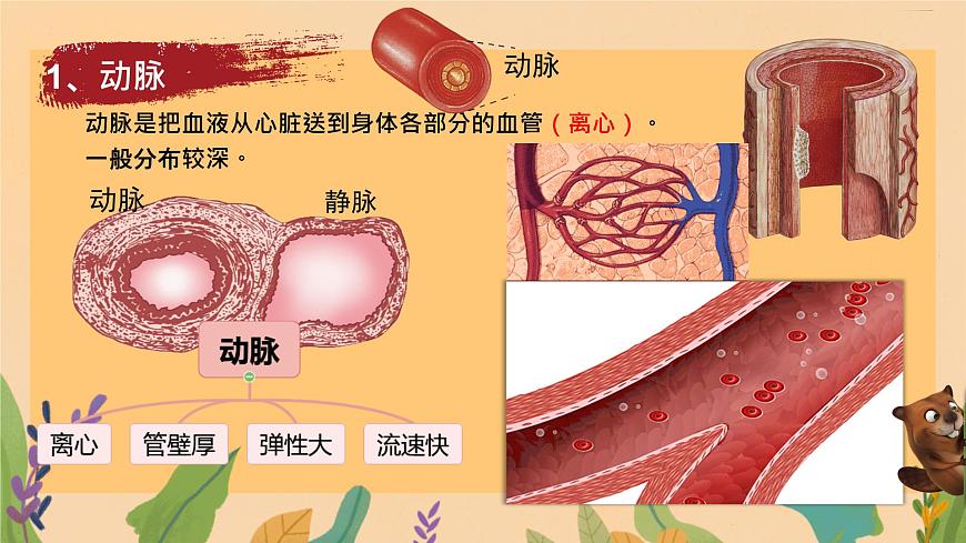 初中  生物  冀少版（2024） 七年级下册3.2.1.2 血液循环系统的组成 课件第7页