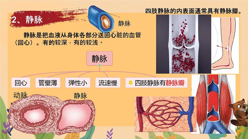 初中  生物  冀少版（2024） 七年级下册3.2.1.2 血液循环系统的组成 课件第8页