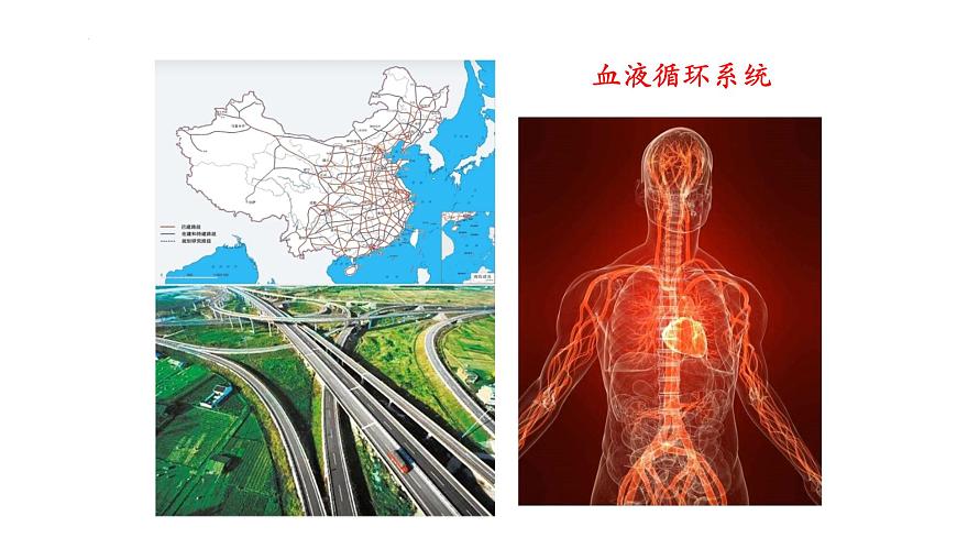 初中  生物  冀少版（2024） 七年级下册3.2.1.1血液循环系统的组成 课件第2页