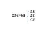 初中  生物  冀少版（2024） 七年級(jí)下冊(cè)3.2.1.1血液循環(huán)系統(tǒng)的組成 課件