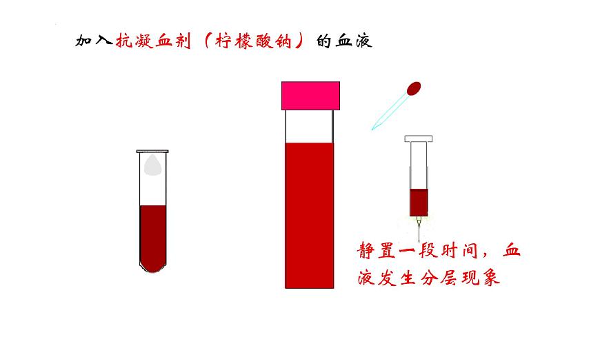 初中  生物  冀少版（2024） 七年级下册3.2.1.1血液循环系统的组成 课件第7页