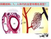 初中  生物  冀少版（2024） 七年級下冊3.2.1.3 血液循環(huán)系統(tǒng)的組成（心臟） 課件