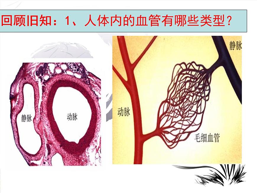 初中  生物  冀少版（2024） 七年级下册3.2.1.3 血液循环系统的组成（心脏） 课件第2页