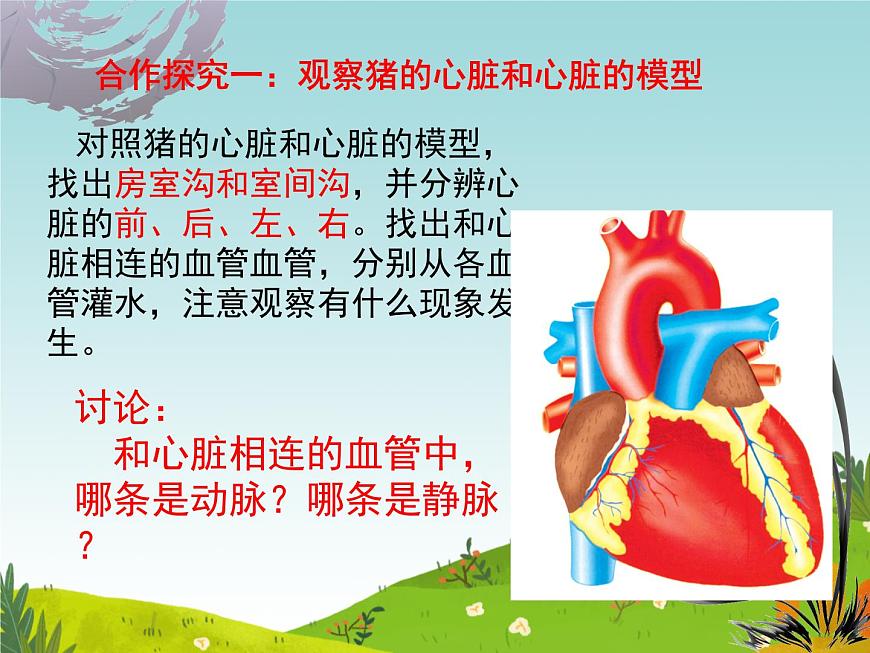 初中  生物  冀少版（2024） 七年级下册3.2.1.3 血液循环系统的组成（心脏） 课件第7页