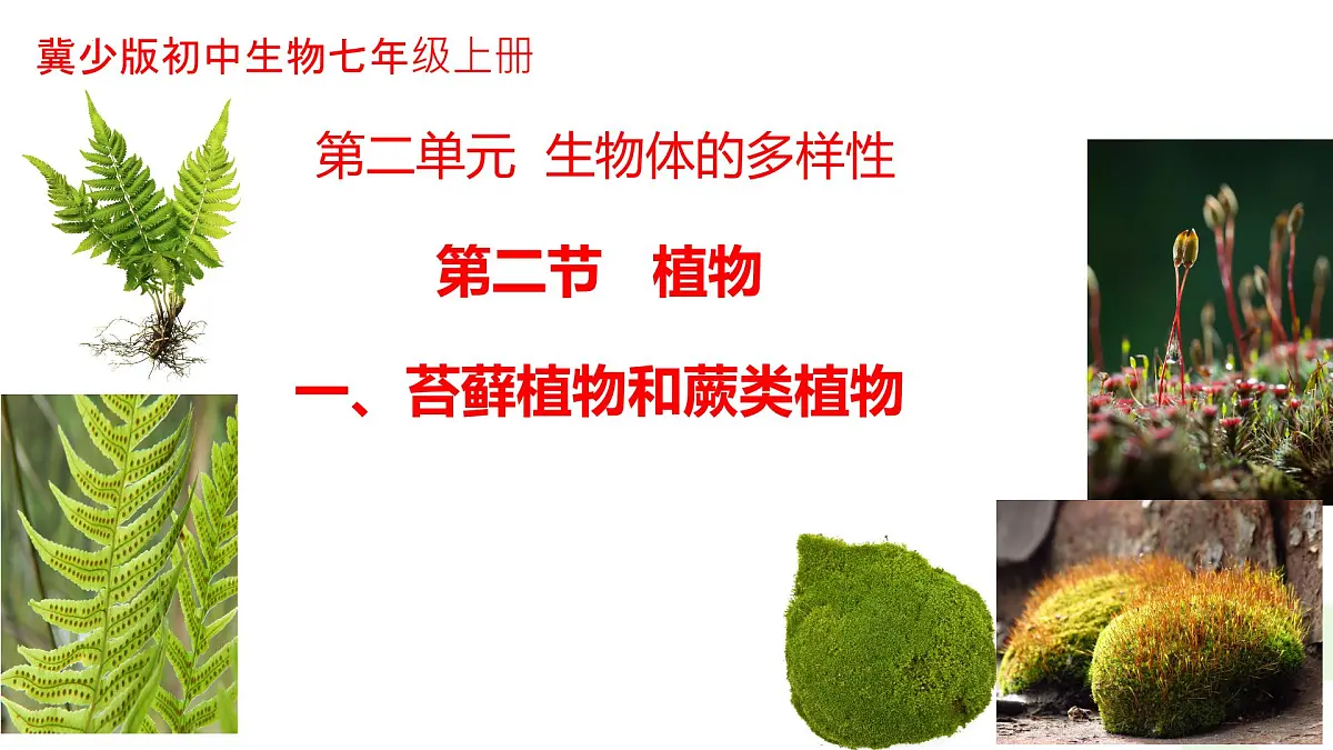 冀少版（2024）七上生物2.1.2.1 植物1 课件第1页