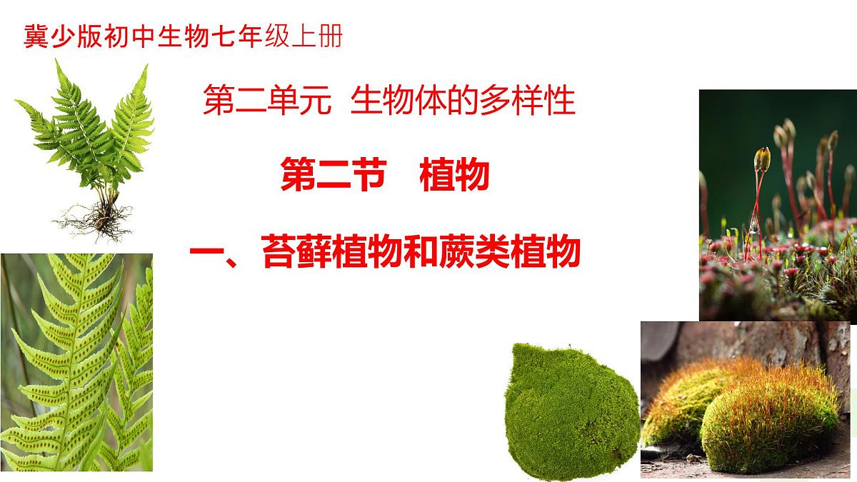 冀少版（2024）七上生物2.1.2.1 植物1 课件第1页