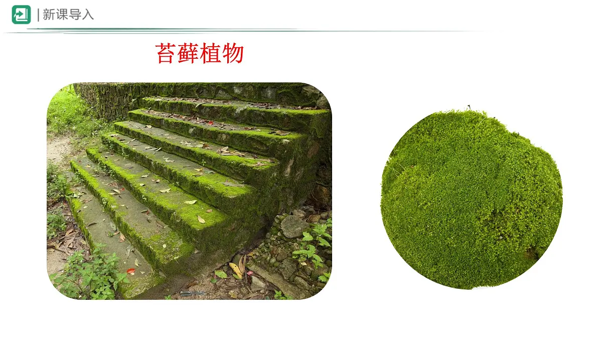 冀少版（2024）七上生物2.1.2.1 植物1 课件第3页