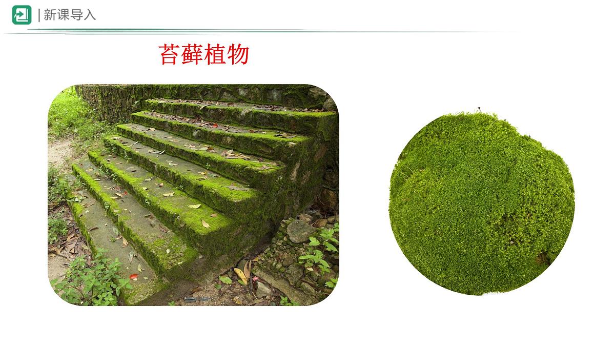 冀少版（2024）七上生物2.1.2.1 植物1 课件第3页