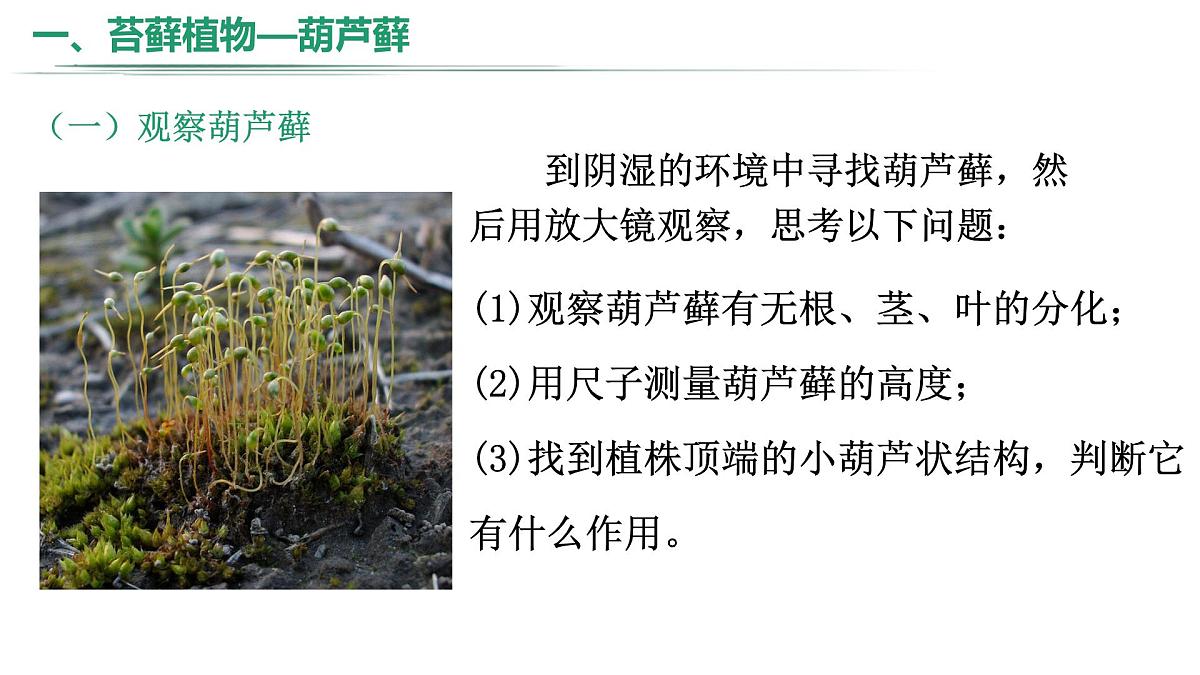 冀少版（2024）七上生物2.1.2.1 植物1 课件第4页