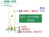冀少版（2024）七上生物2.1.2.1 植物1 課件