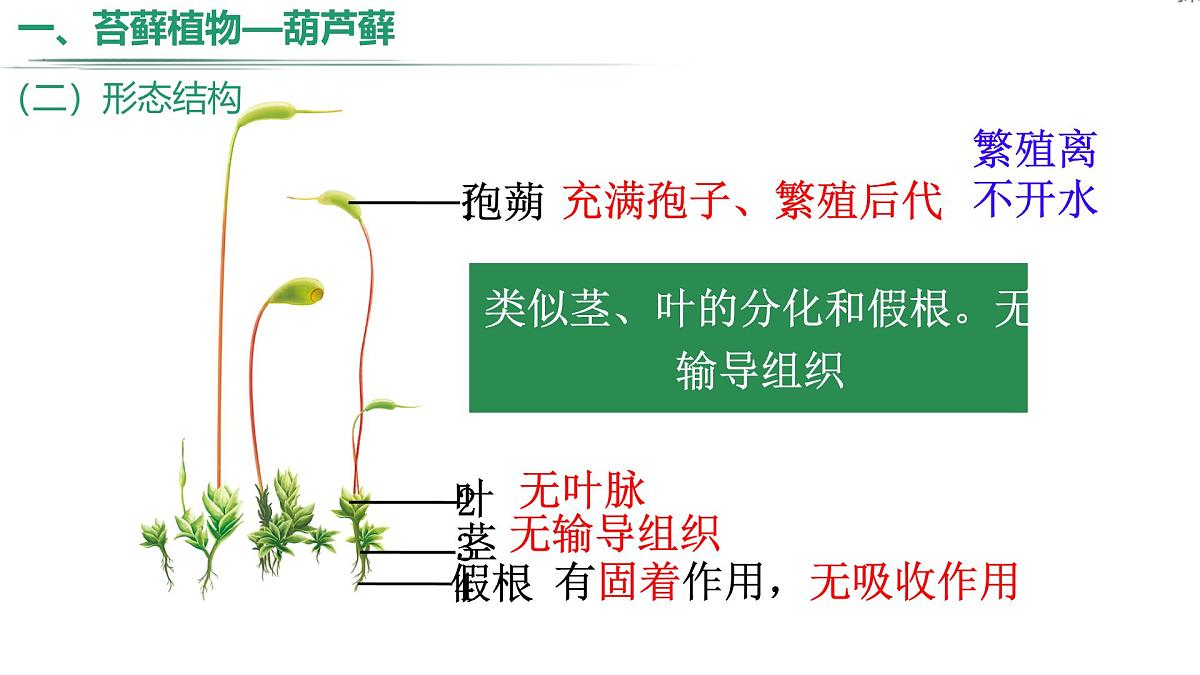 冀少版（2024）七上生物2.1.2.1 植物1 课件第5页
